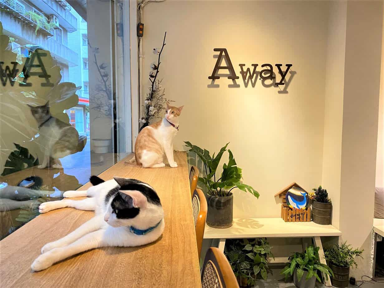 Away Cafe別處咖啡台北公館畫畫貓咪咖啡廳