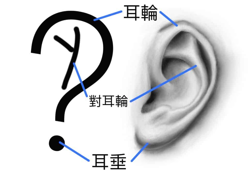 如何畫耳朵？最簡單的3個步驟－認識耳朵